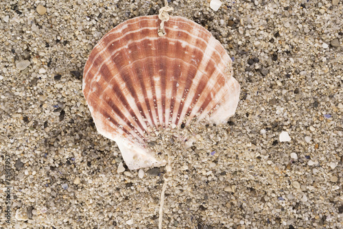 а clam on sand beach