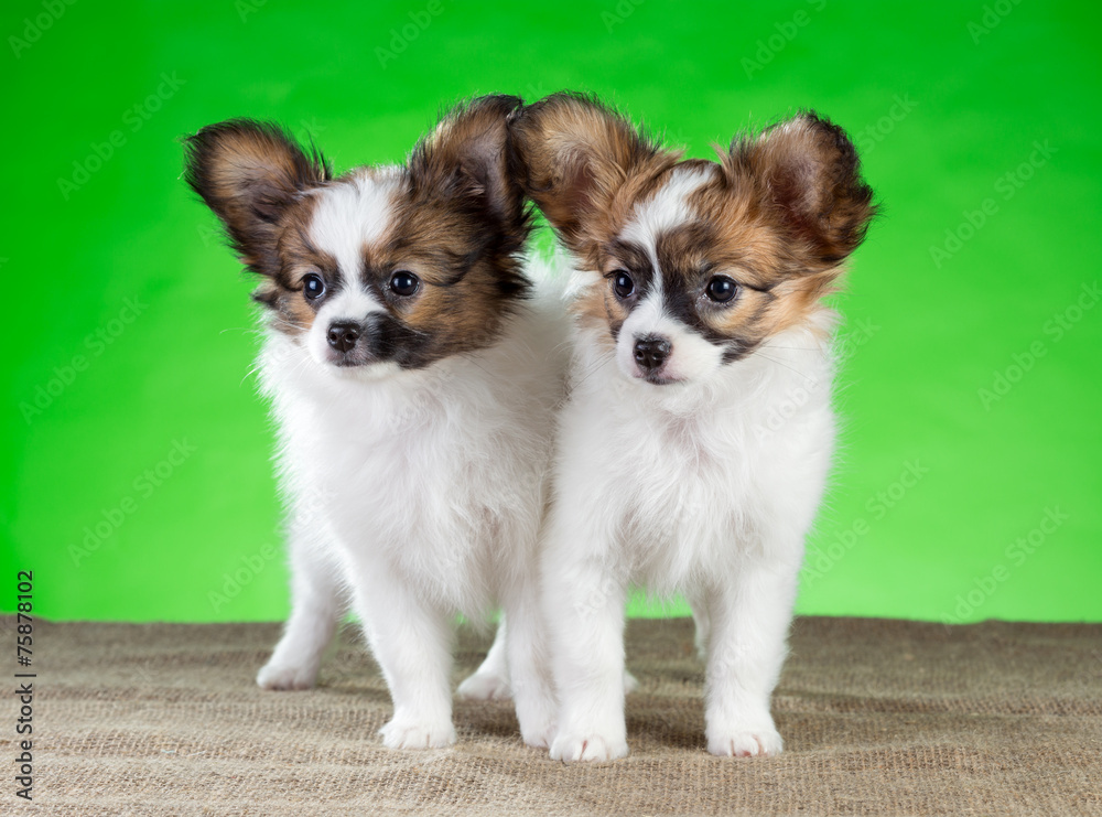 Two beautiful puppies Papillon breed