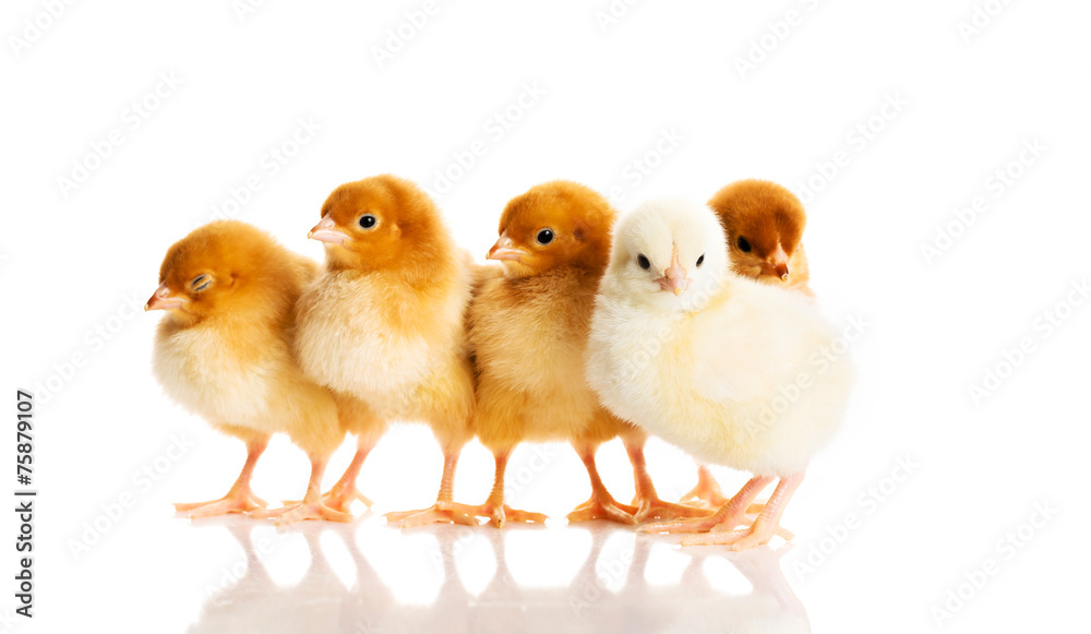 Photo of small cute chickens