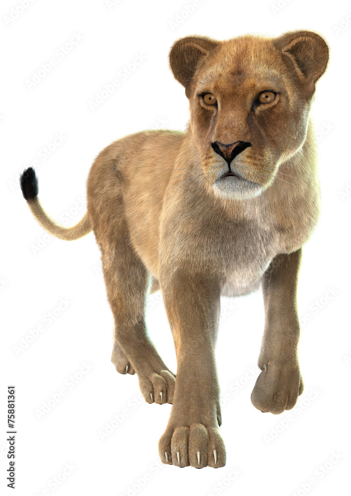 Naklejka premium Lioness