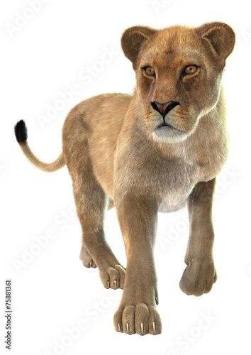 Fototapeta Naklejka Na Ścianę i Meble -  Lioness