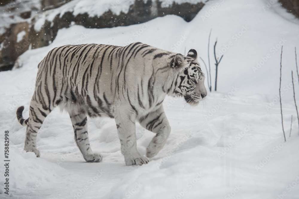 Fototapeta premium white Tiger