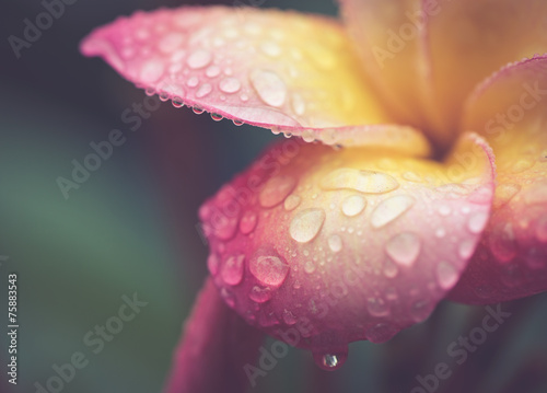 kropla wody na płatku Plumeria kwiat w stylu retro