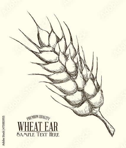 wheat ear