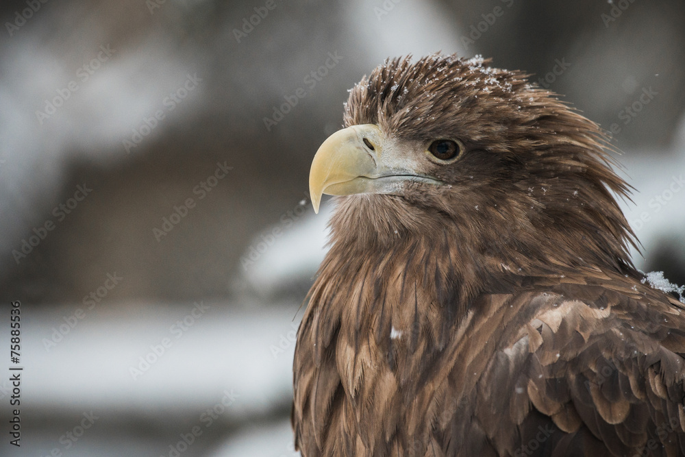 Fototapeta premium Eagle