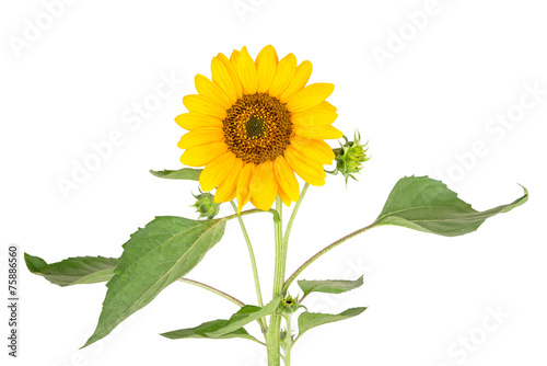 a flowering sunflower