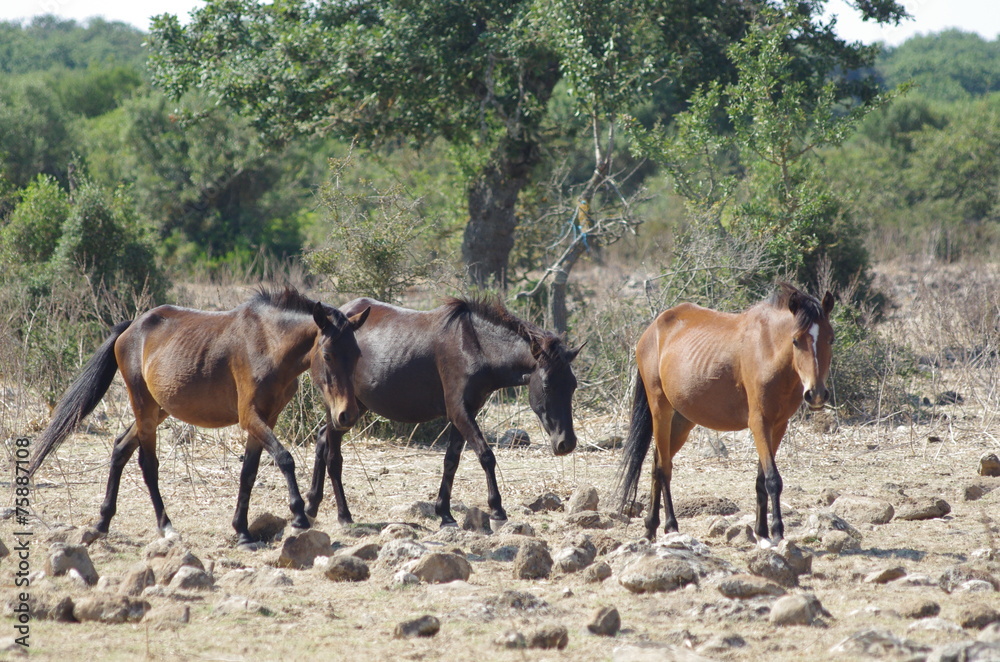 Fototapeta premium Sardegna Cavallini della Giara
