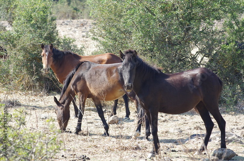 Sardegna Cavallini della Giara