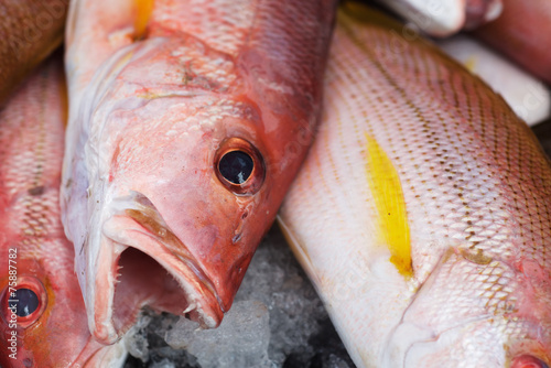 Background of fresh red bass fish