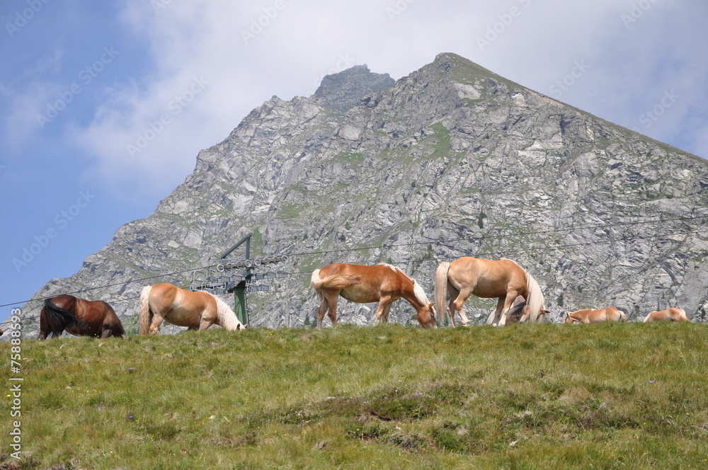 Haflinger in Südtirol