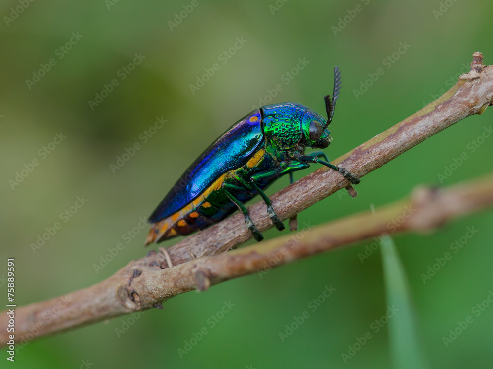 Metallic wood-boring beetle on tree in nature,Thailand Metallic wood-boring beetle on tree in nature,Thailand