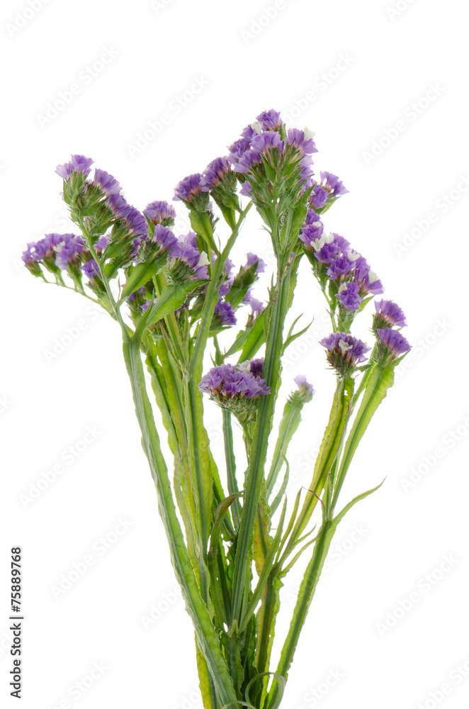 Fototapeta premium Purple statice flowers