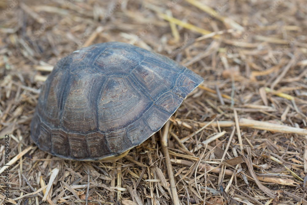 Asian Box Turtle (Cuora spp.) in Thailand Asian Box Turtle (Cuora spp.) in Thailand