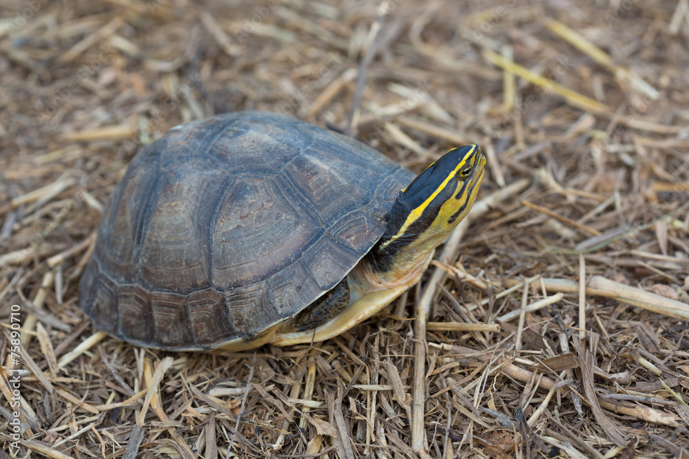 Asian Box Turtle (Cuora spp.) in Thailand Asian Box Turtle (Cuora spp.) in Thailand