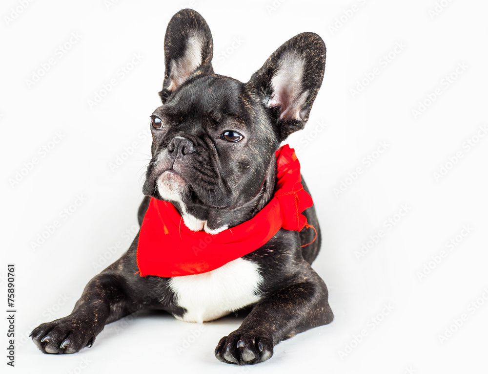 puppy in a red scarf
