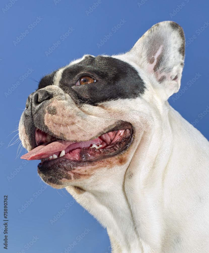 portrait of young bulldog