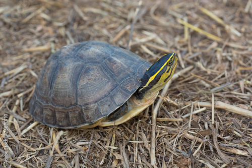 Asian Box Turtle (Cuora spp.) in Thailand