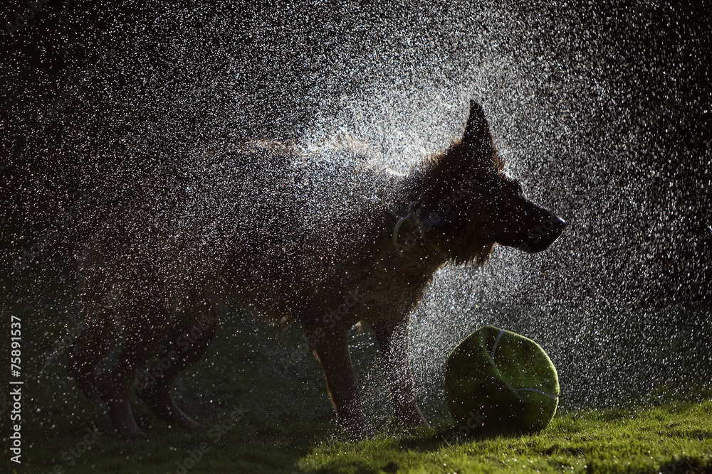 German Shepherd Shaking Water off its Body, 