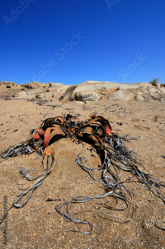 Welwitschia mirabilis