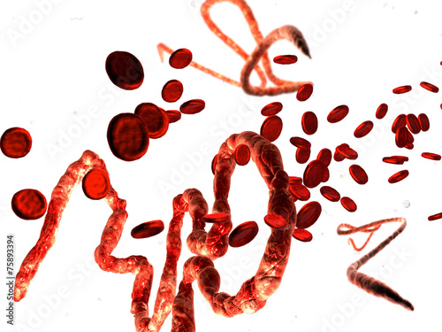 Ebola virus, Microscopic view.