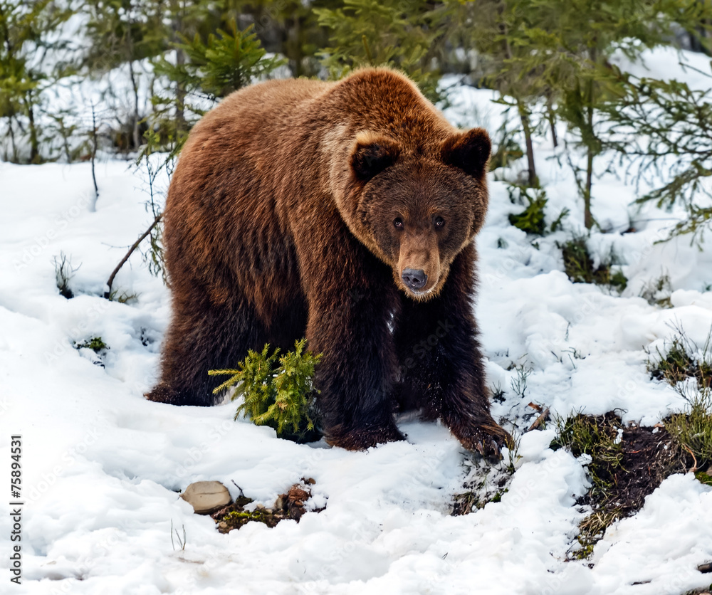 Brown bear in the woods in winter Brown bear in the woods in winter