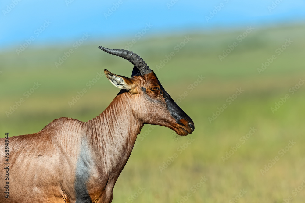 Fototapeta premium Topi antelope