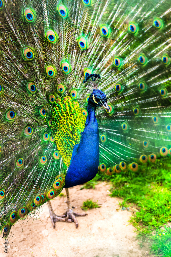 Obraz premium Peacock