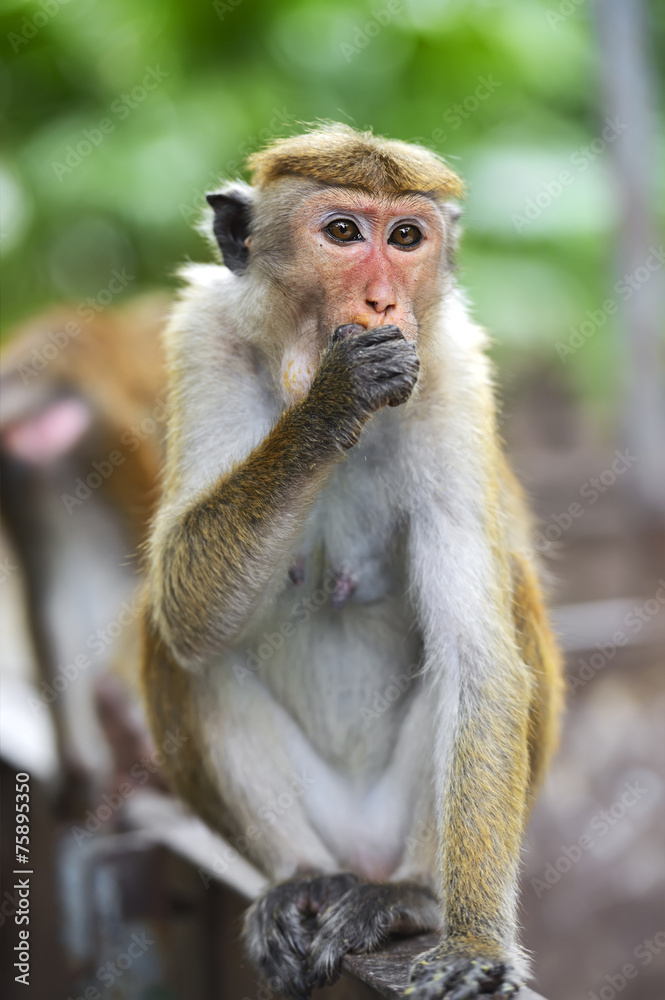 Obraz premium Macaca