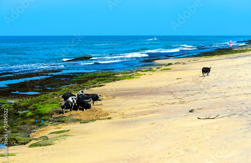 Sri Lanka photo