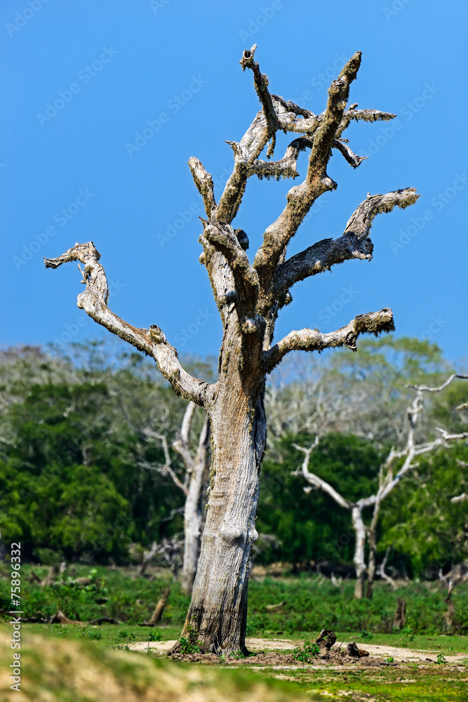 Sri Lanka