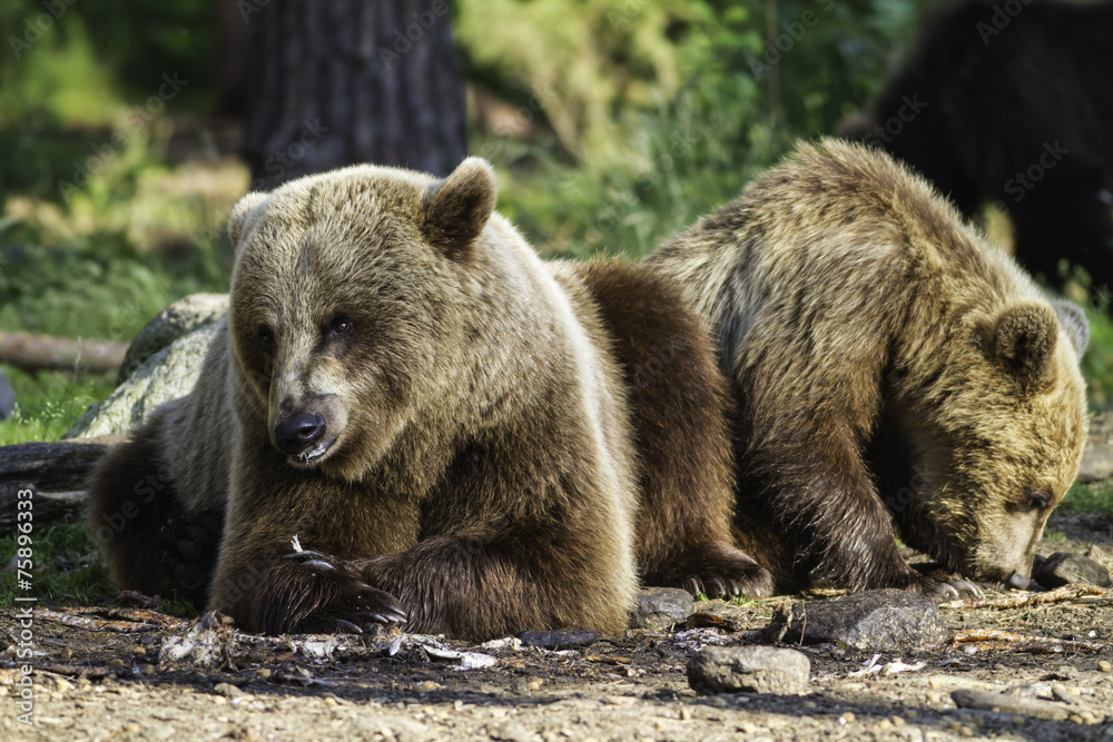 Obraz premium Brown bear (Ursus arctos) resting in the sunshine