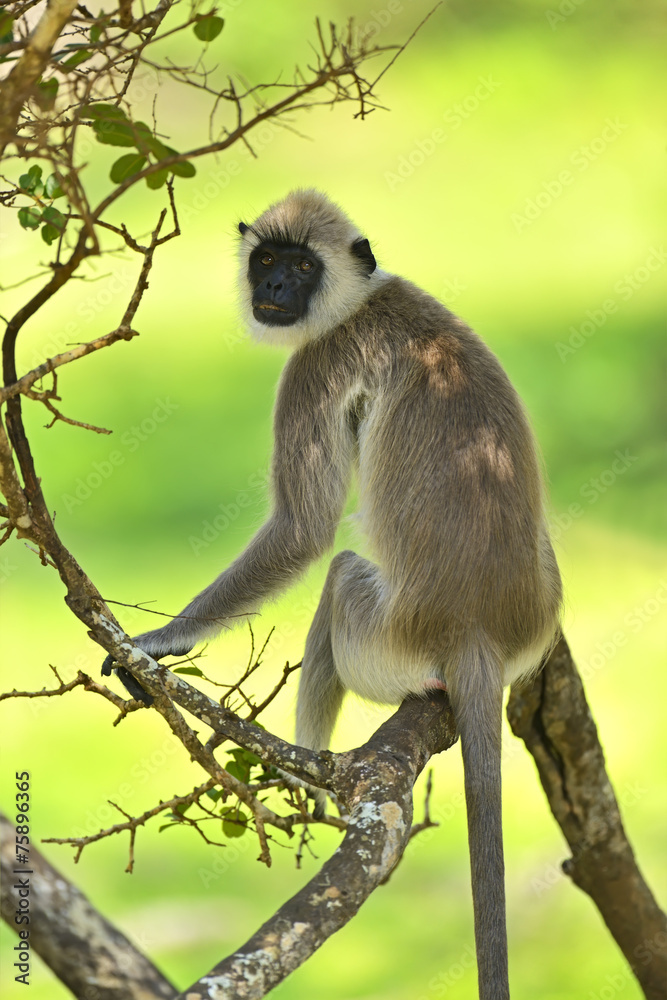 Obraz premium Monkey