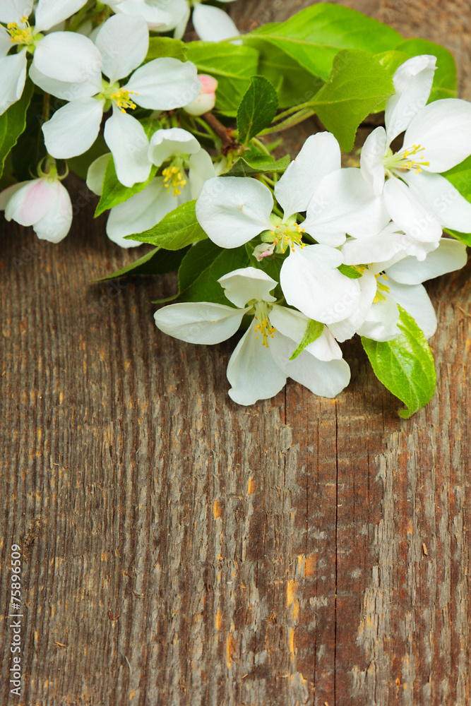 Fototapeta premium Apple blossom