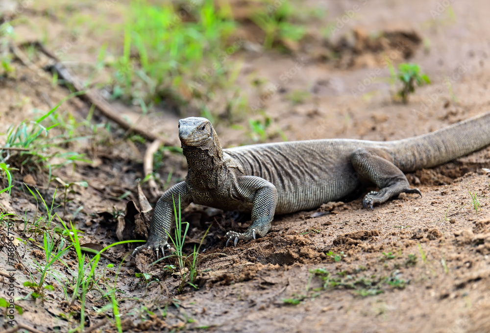 Fototapeta premium Varan