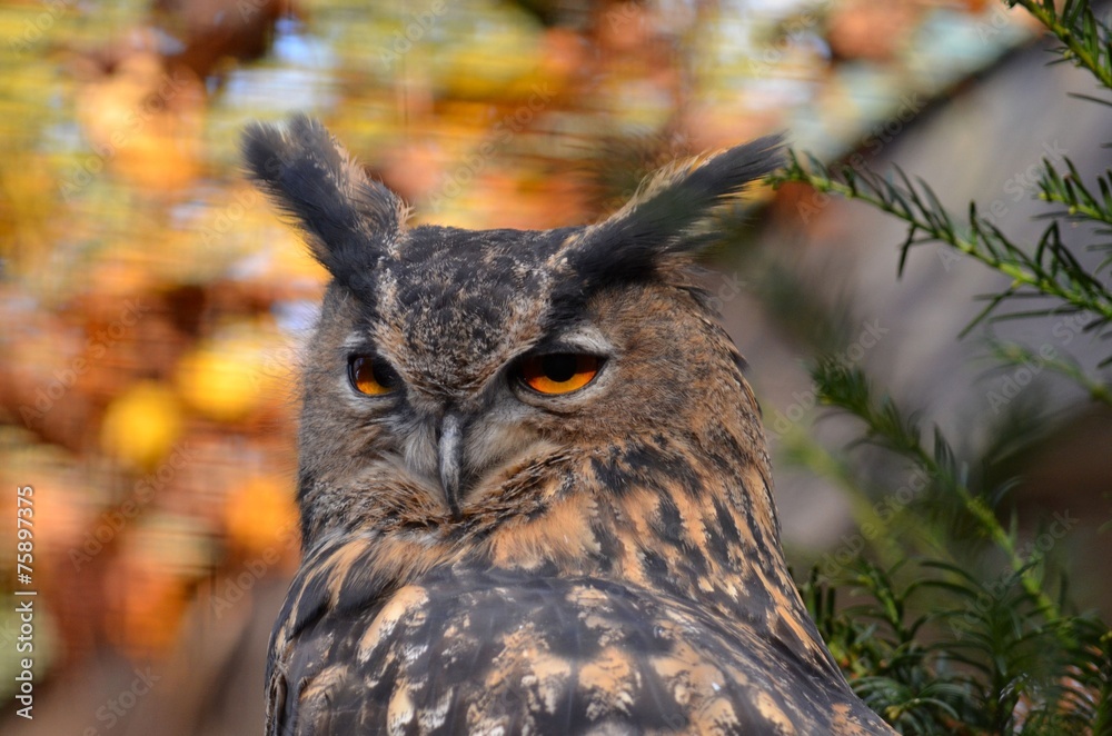 Fototapeta premium Uhu (Bubo bubo)