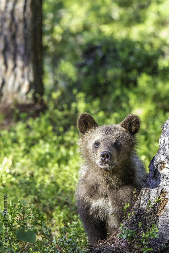 Brown bear cub (Ursus arctos) watchful in the forest Brown bear cub (Ursus arctos) watchful in the forest