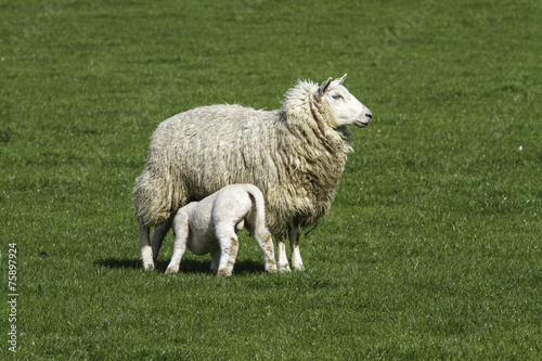 Ewe suckling a single lamb