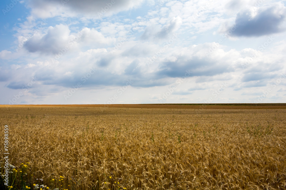 Getreidefeld im Sommer