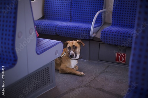 Hund