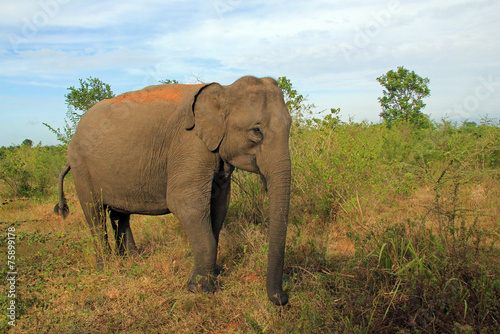 Lankesian Elephant  Uda Walawe  Sri Lanka.