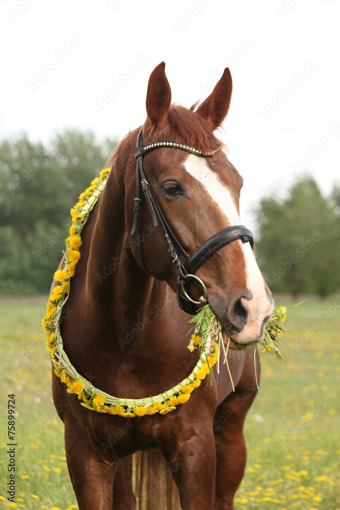 Fototapeta premium Portrait of chestnut horse with dandelion circlet