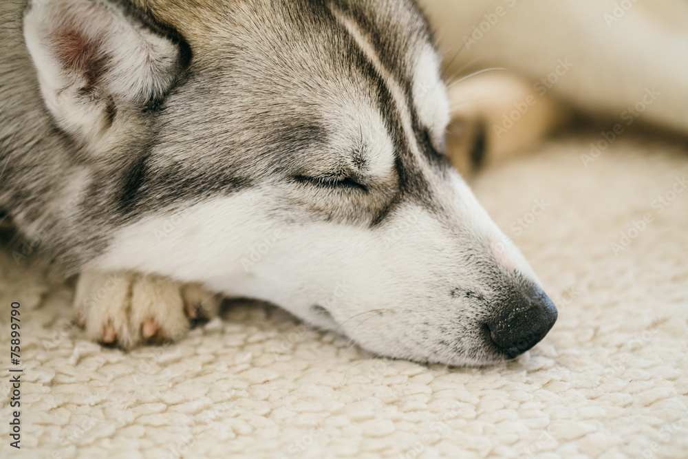 Gray Adult Siberian Husky Dog Sibirsky husky Gray Adult Siberian Husky Dog Sibirsky husky