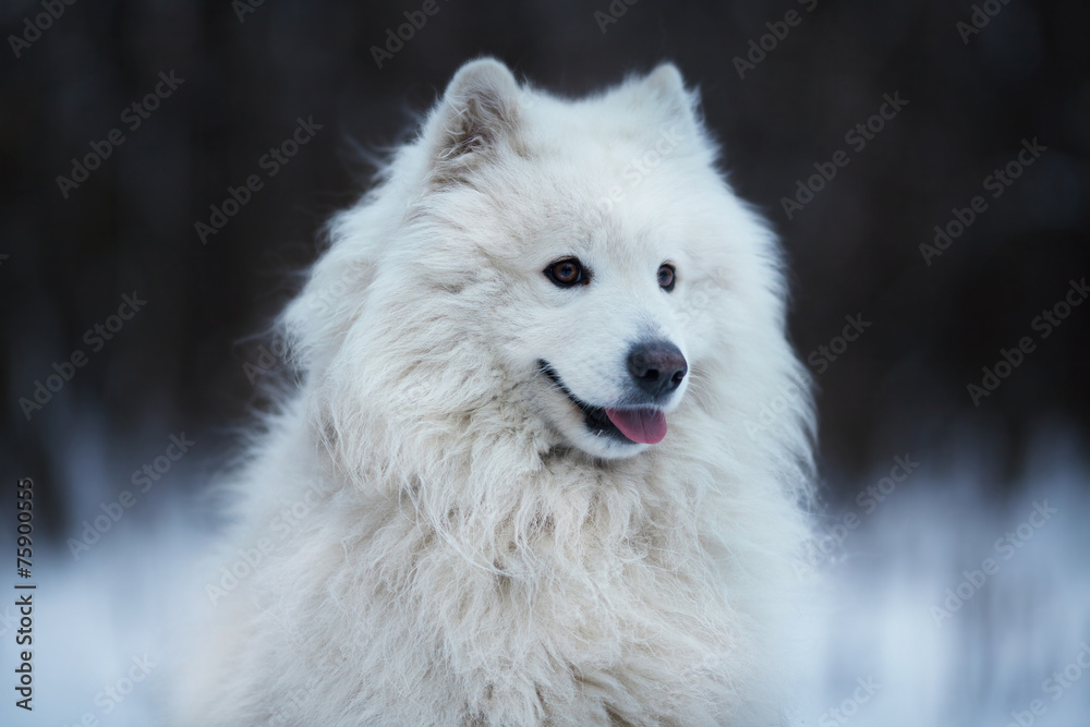Shaggy dog sitting on the snow