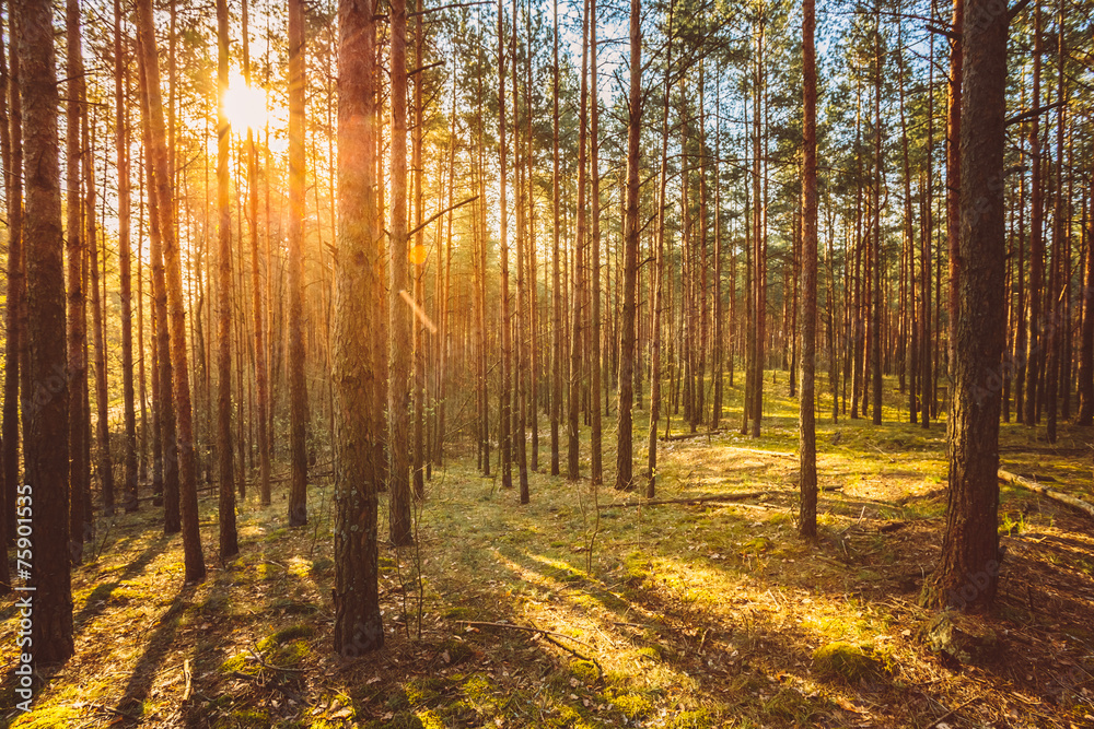 Sunset In Autumn Forest Sunset In Autumn Forest