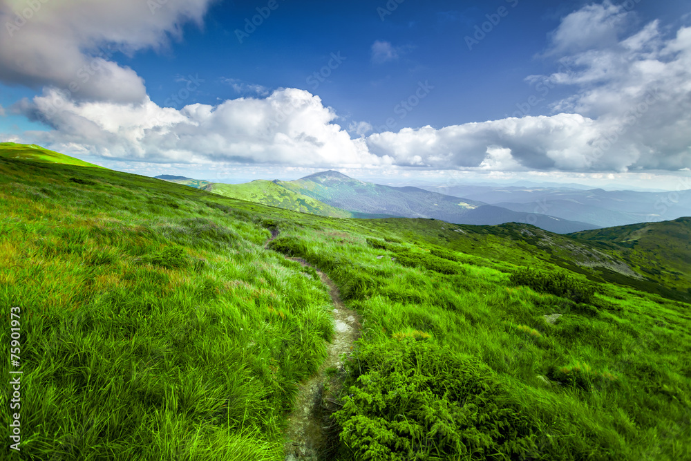 summer landscape. summer landscape.