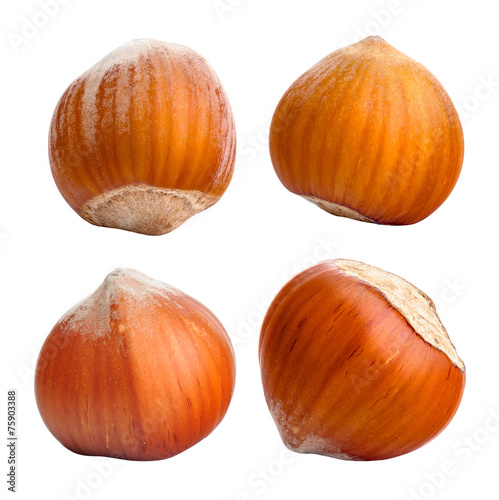 Hazelnut. Collection of nuts isolated on white