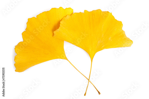 Obraz na plátně ginkgo leaf