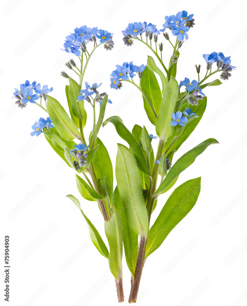 Fototapeta premium myosotis