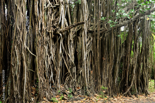 Africa, picturesque area of Mont Choisy in Mauritius photo