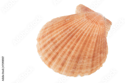 Ocean shell as is